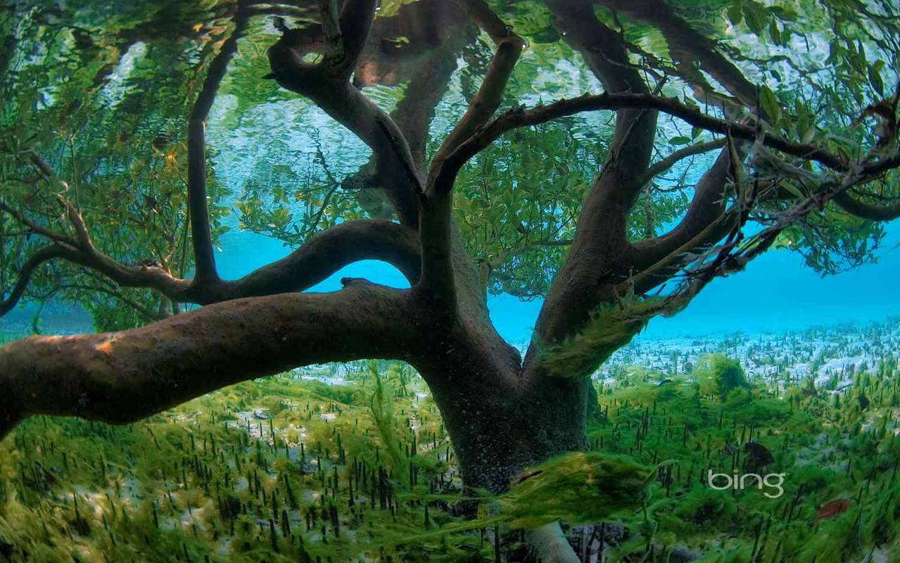 עץ מתחת למים