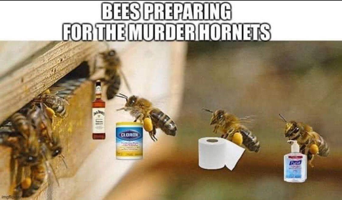 Murder Hornets meme