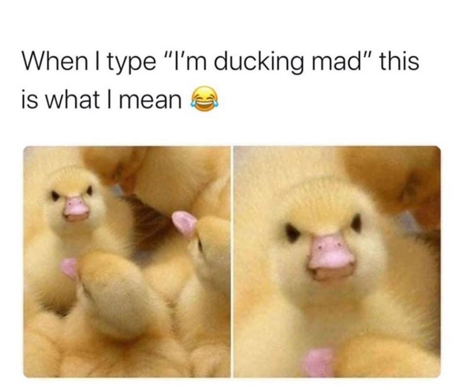Sevimli kızgın ördek yavrusu meme