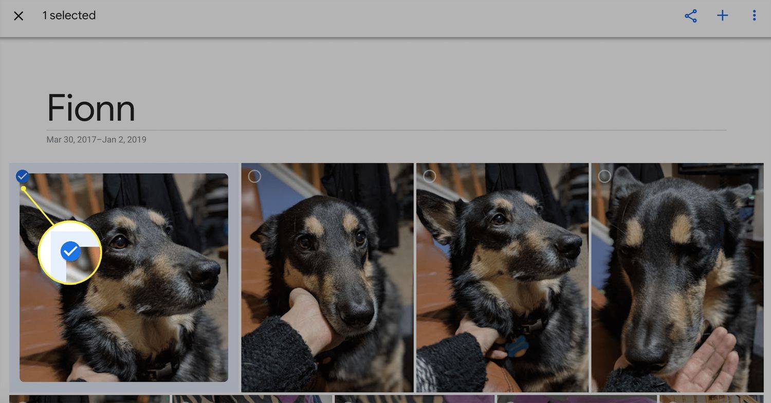 Άλμπουμ με φωτογραφίες σκυλιών που δείχνει μια επιλεγμένη φωτογραφία