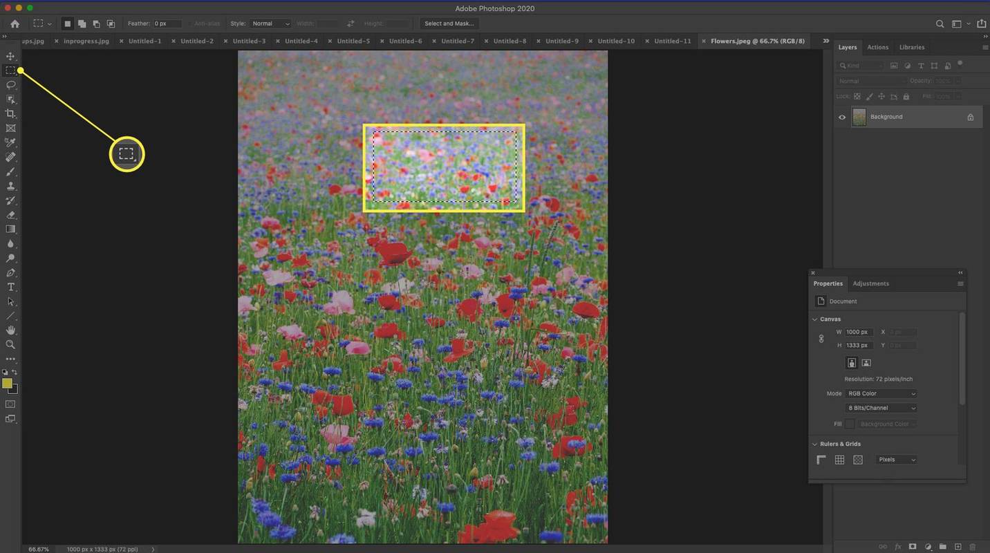 Photoshop, jossa on suorakulmainen valintateltta ja kukkakuvassa korostettu valikoima