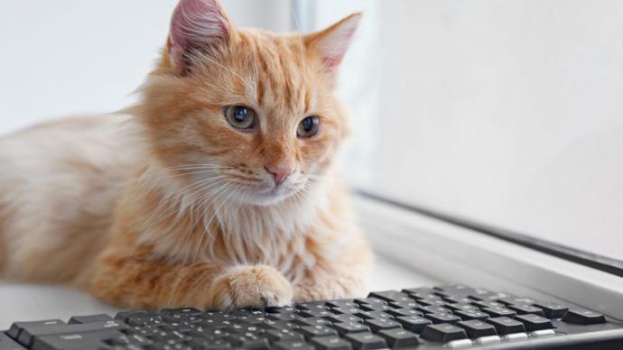 teclado gato