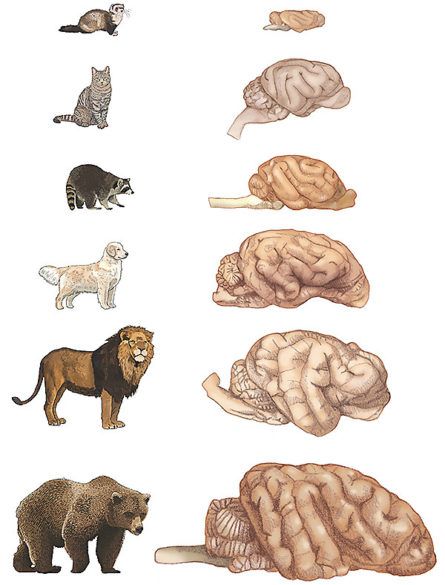 mäsožravec-mozog-ilustrácia-445x585