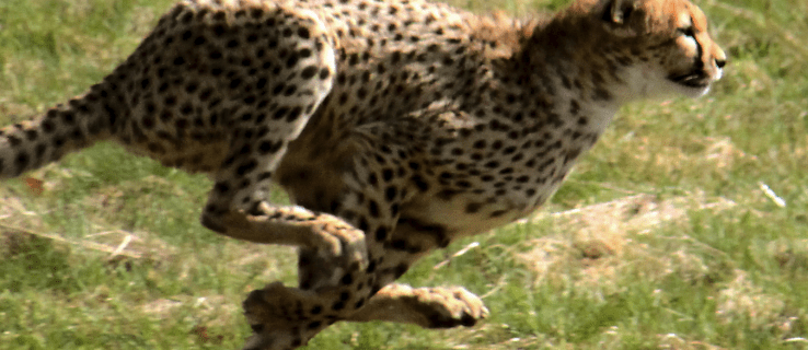 Riešenie záhady, prečo sú gepardi tak rýchli, odomyká stopy po rýchlosti dinosaurov