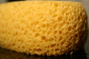 sponge_trypophobia