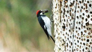 trypophobia_ woodpecker