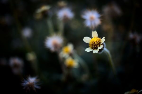Fleur de Bfantinatti