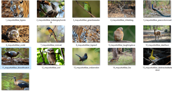 インドの野生生物のテーマパック1