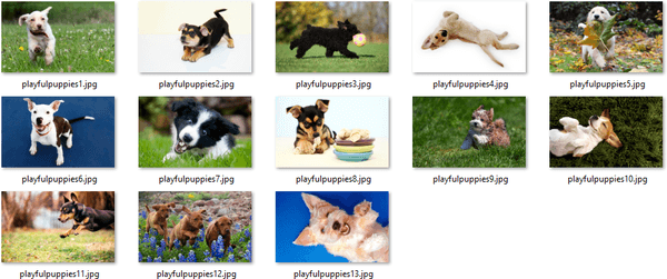 Puppies Themepack Bakgrunner