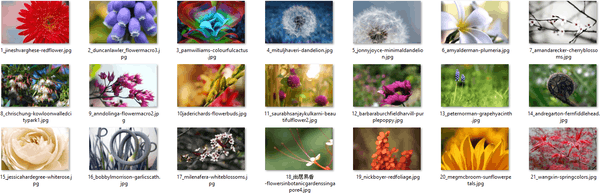 Windows 10 Flora 4 Themepack Images