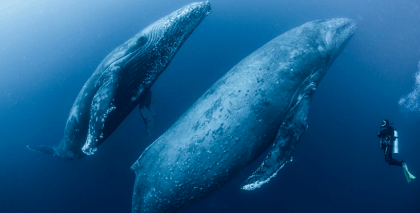 Wale und Delfine PREMIUM
