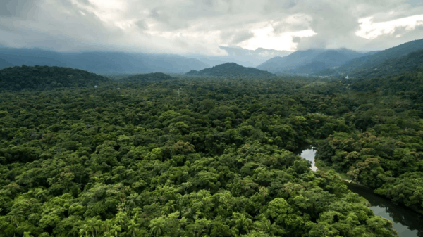 الأمازون المناظر الطبيعية