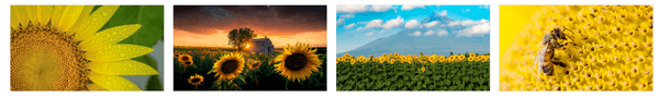 Sonnenblumen PREMIUM Themepack Stripe