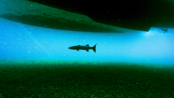 ناشيونال جيوغرافيك تحت الماء بريميوم