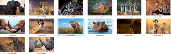 Imagini de fundal pentru animale sălbatice africane 1