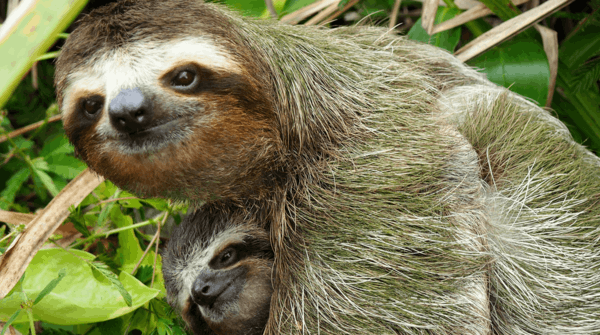 Sloths 프리미엄
